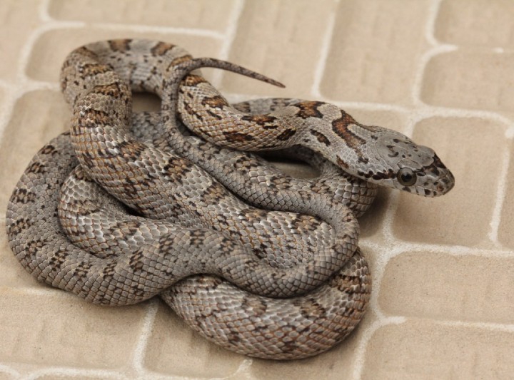 Baird's Rat Snake